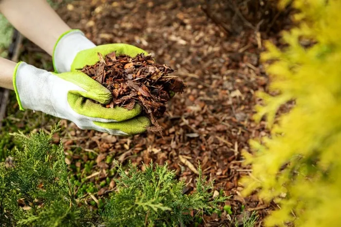 Excellent Mulching in Sparks, NV