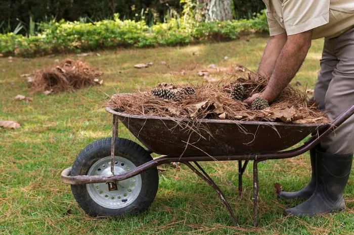 How To Clean A Backyard in Sparks, NV