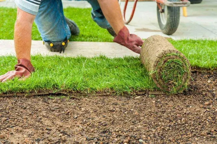 How long after installing sod can you walk on it in Sparks, NV