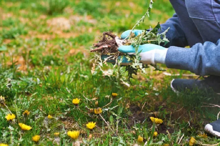 How to clear a yard full of weeds Sparks, NV