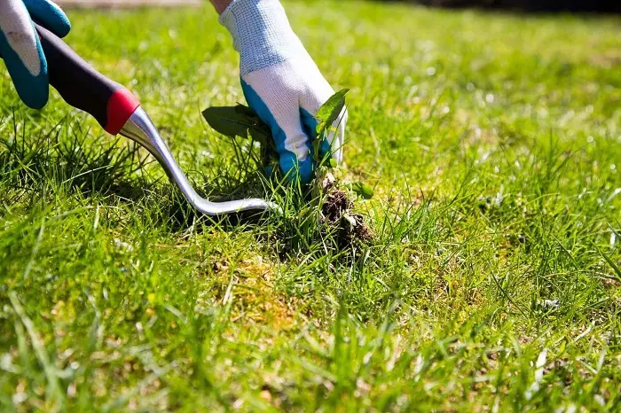 How to clear a yard full of weeds in Sparks, NV